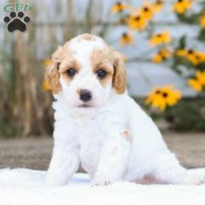 Cindy F1B, Cavapoo Puppy